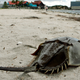 Image: AP
